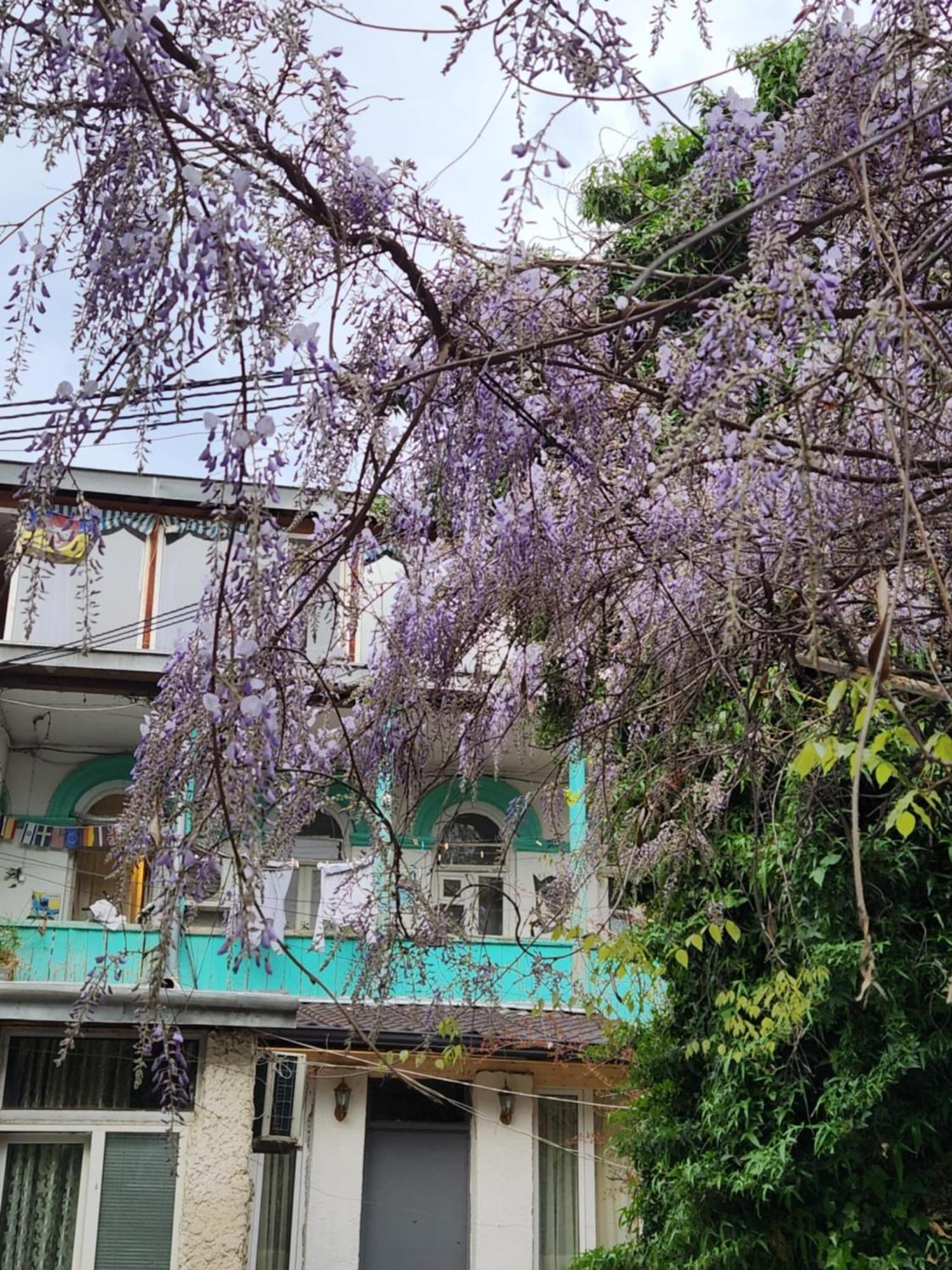 Green Stairs Guest House ティビリシ エクステリア 写真
